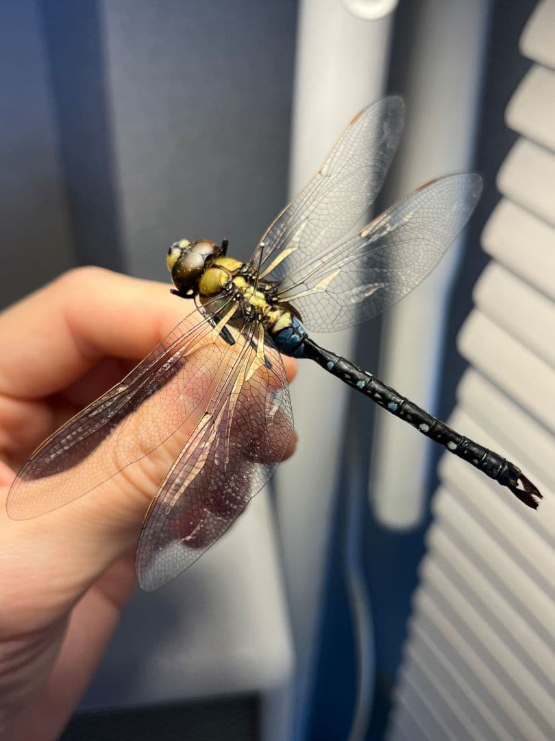 クロスジギンヤンマ 昆虫標本 オニヤンマ トンボ 虫除け ストラップ おにやんま