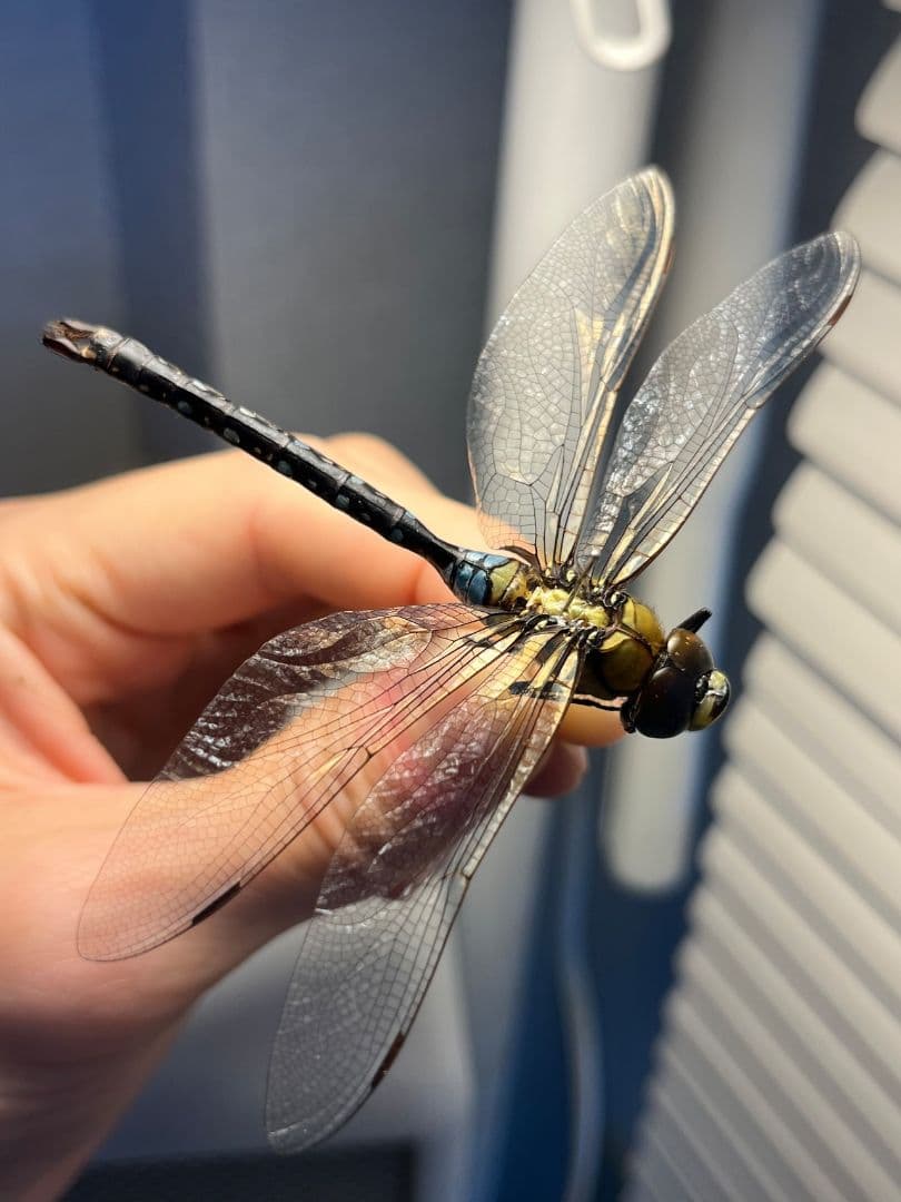 クロスジギンヤンマ 昆虫標本 オニヤンマ トンボ 虫除け ストラップ おにやんま