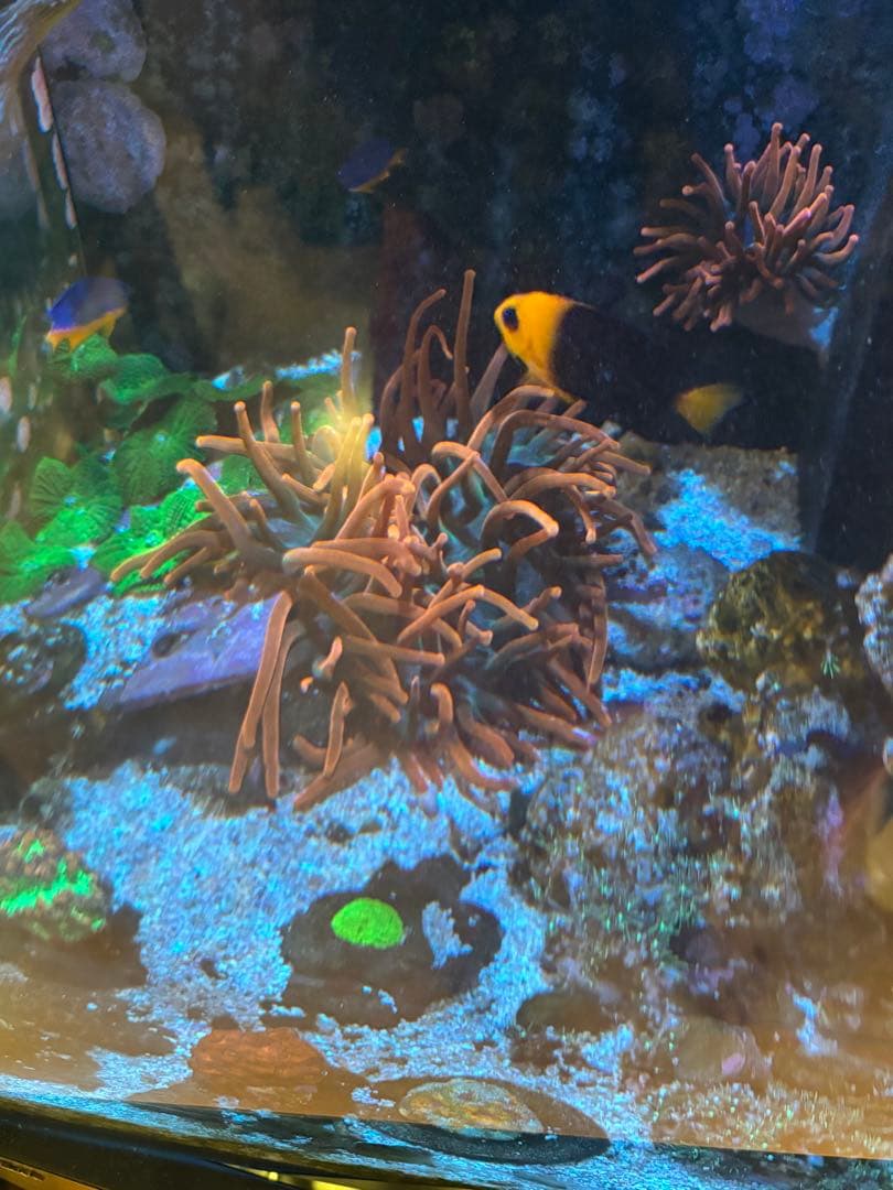 ライブロック約13×10cm 特大イソギンチャク付き