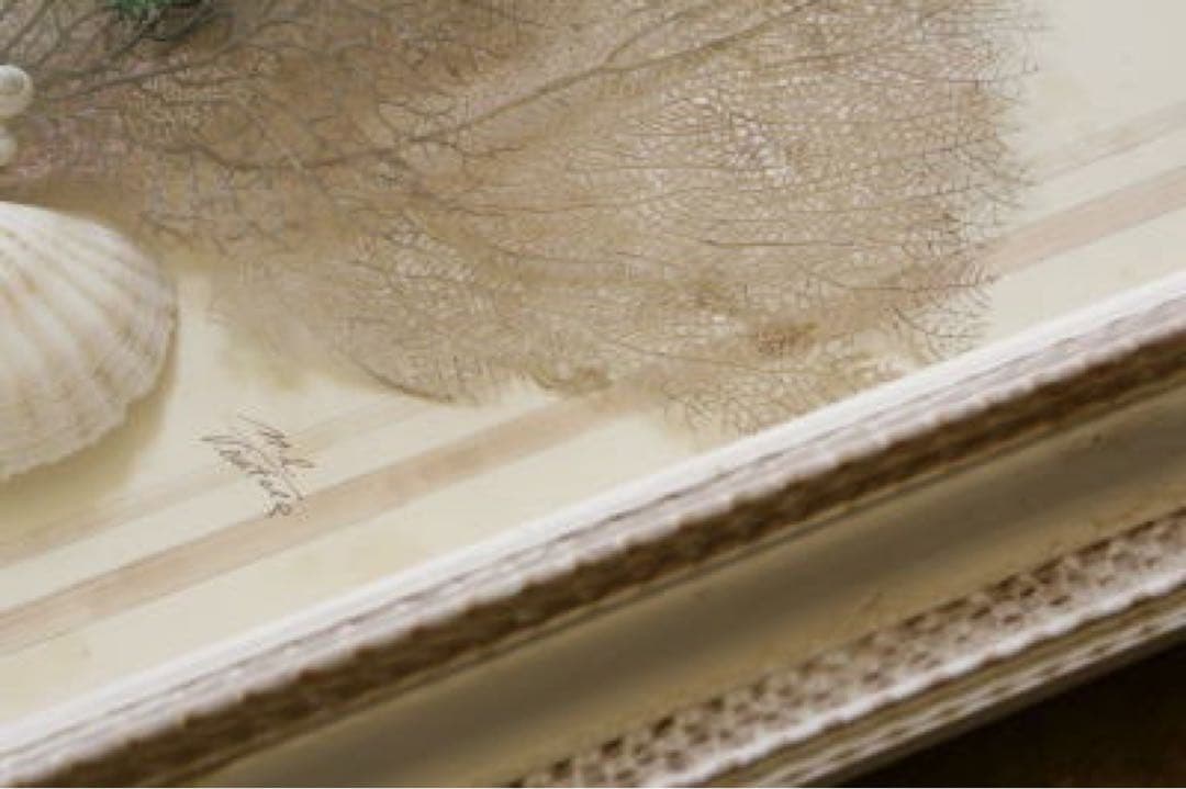 アンティーク標本　貝　珊瑚 海藻　アートフレーム　イタリアフィレンツェ