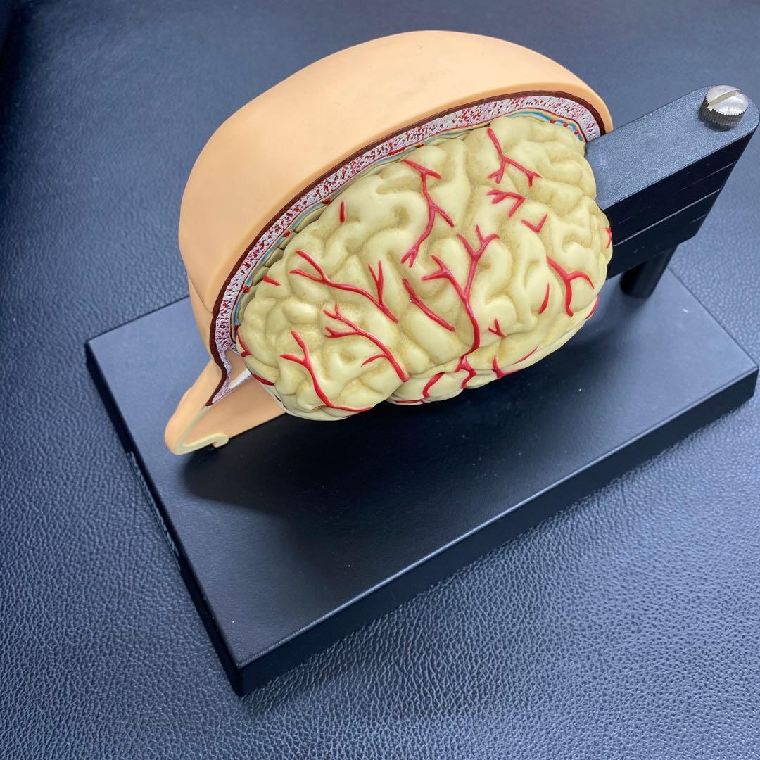 脳模型 約14cm x 20cm x14cm