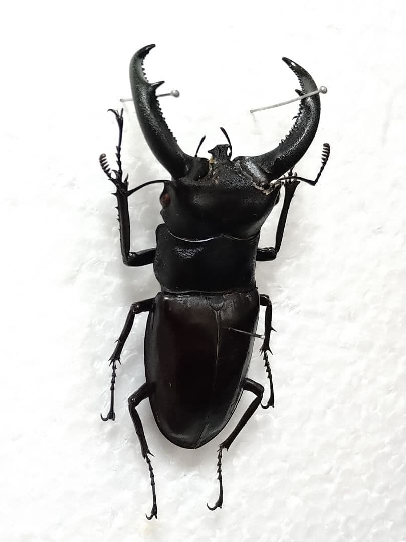 大型ジャワリノケロスフタマタクワガタ標本