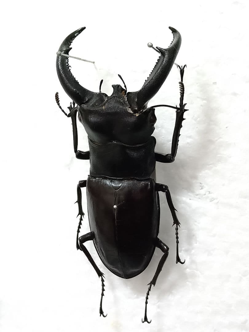 大型ジャワリノケロスフタマタクワガタ標本