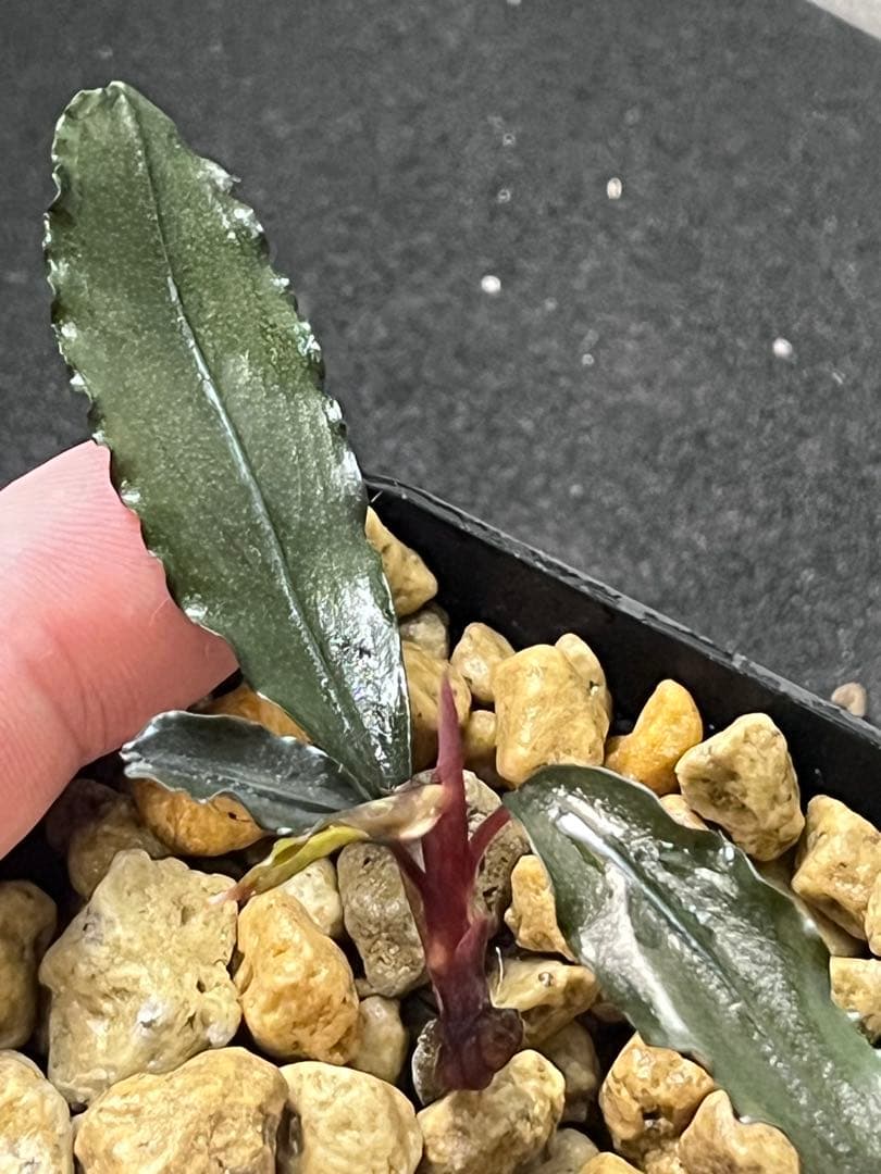 Bucephalandra sp. \"Tricolor Red\" ＋子株おまけ