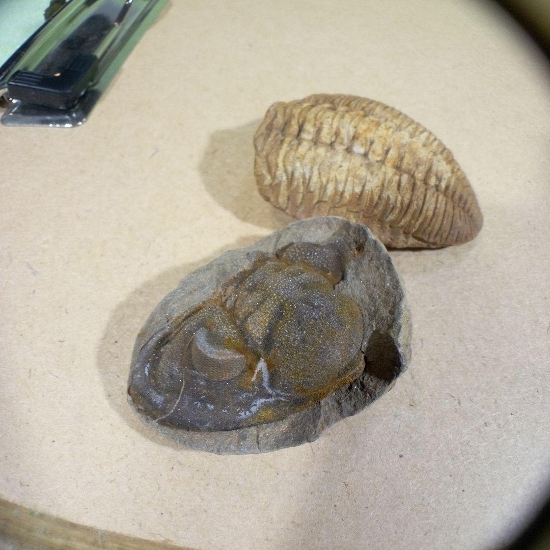 三葉虫　化石　fossil　ボリビア産　レア　Fossil判別③