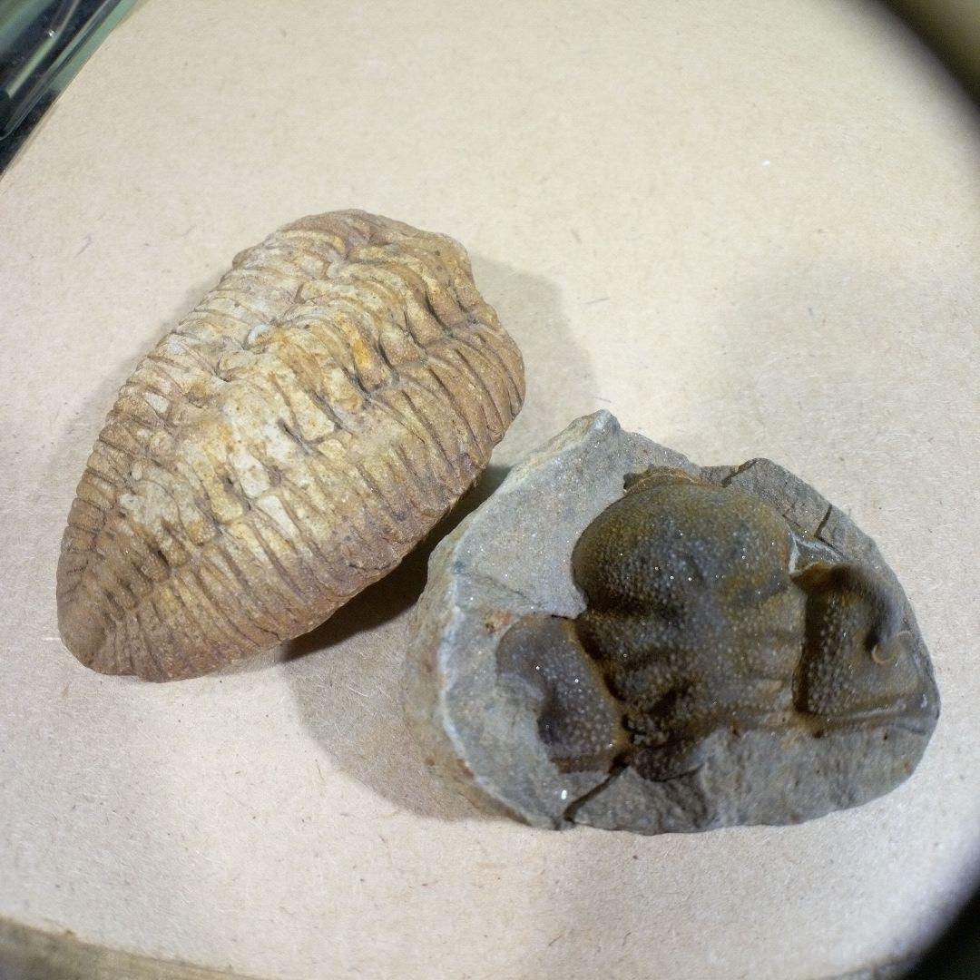 三葉虫　化石　fossil　ボリビア産　レア　Fossil判別③