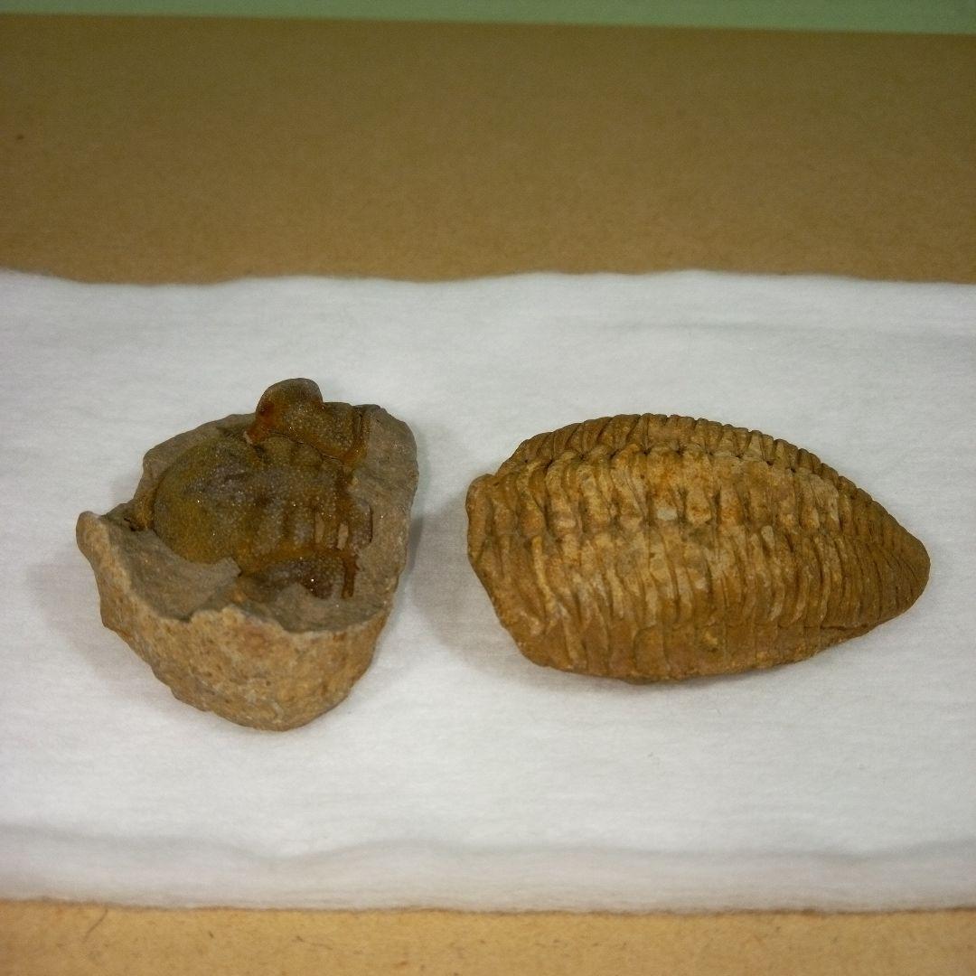 三葉虫　化石　fossil　ボリビア産　レア　Fossil判別③