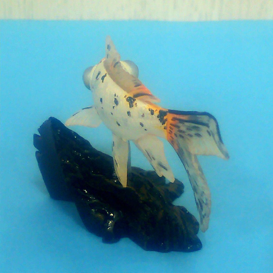 ヤナギデメキン 原色鑑賞魚図鑑 シークレット