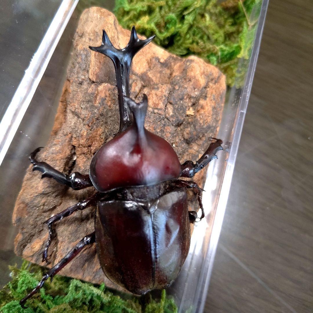 希少角ノコギリ突起角82mm頭角19.8mm胸角6.2mmぐらい赤カブトムシ標本