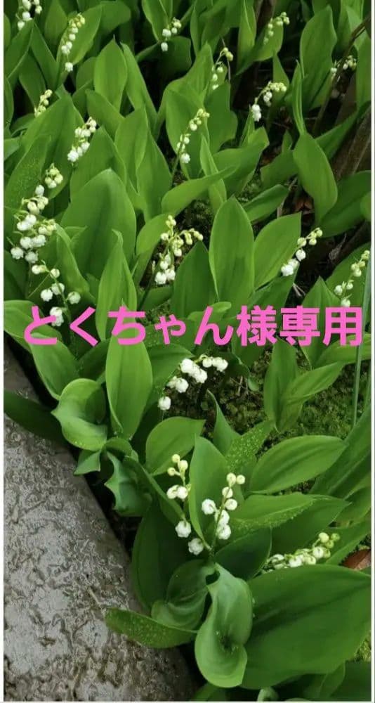 とくちゃん•*¨*•.¸♬︎絞り浴衣 有松絞り 【超美品】