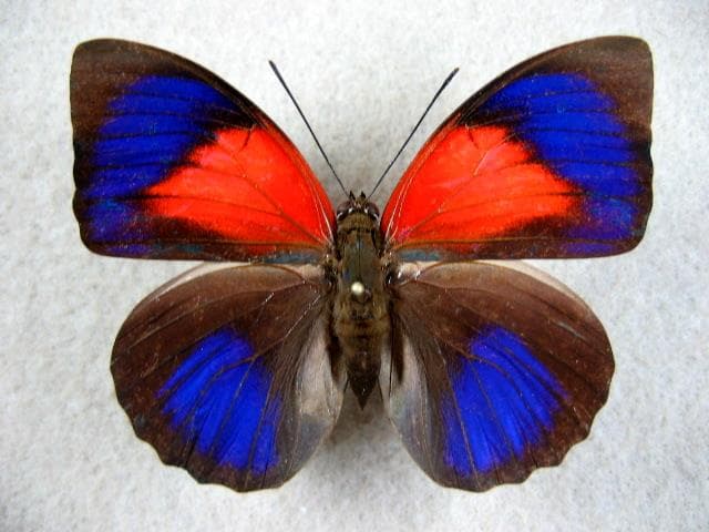 特別価格　コレクションシリーズアグリアスロドリゲッティー.-1