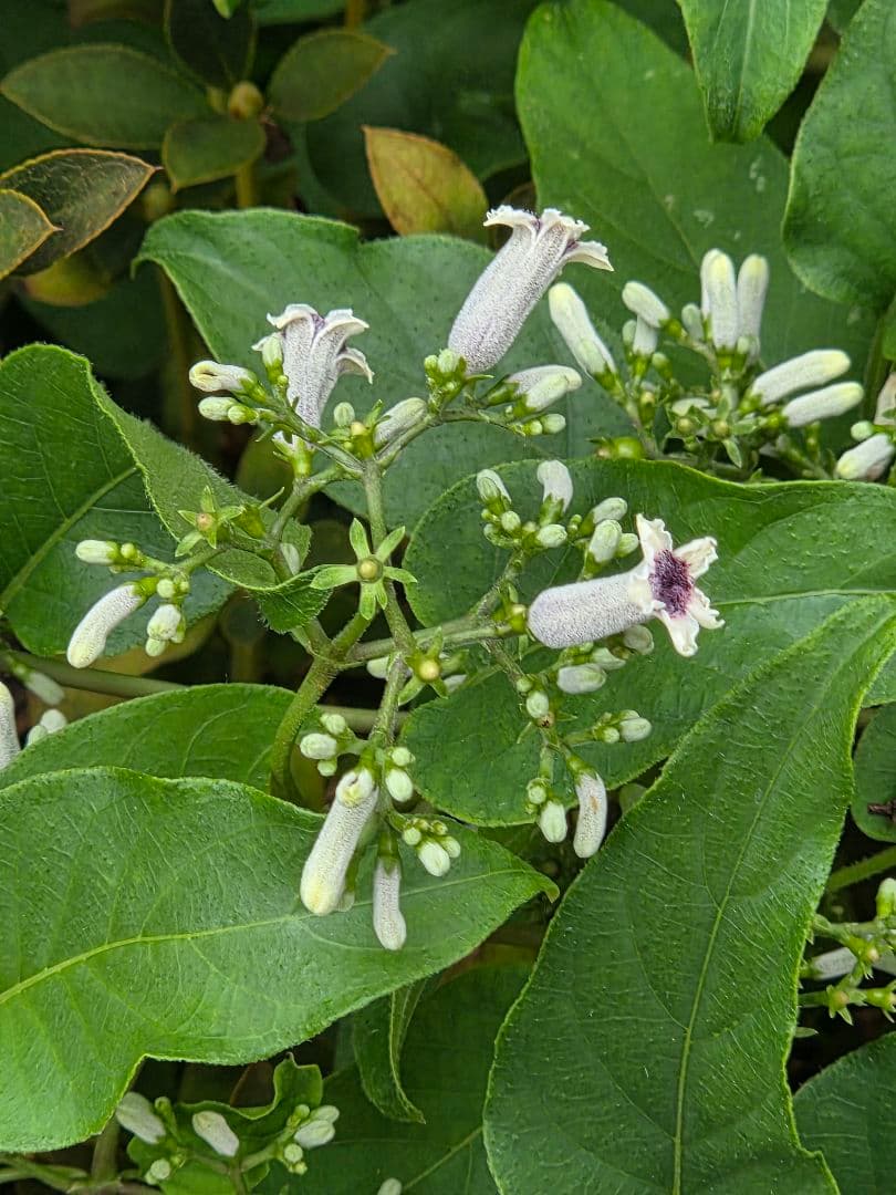 匿送取引ページ。