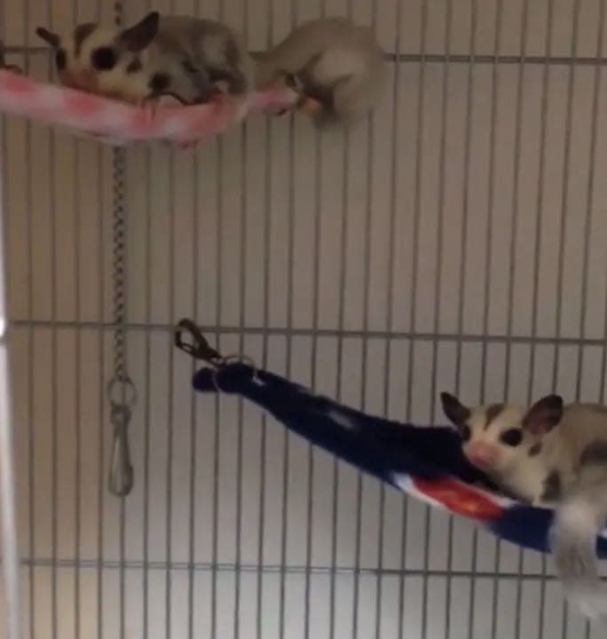 三角コーナーハンモック（うさぎとヤギ）リバーシブル  2枚組 1250円