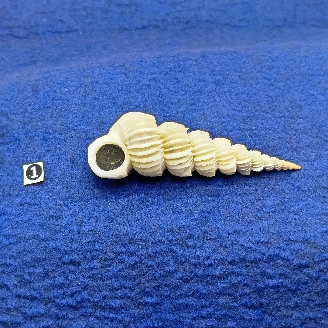 ①-1貝標本ヤエバイトカケ（蓋付：胴太型）