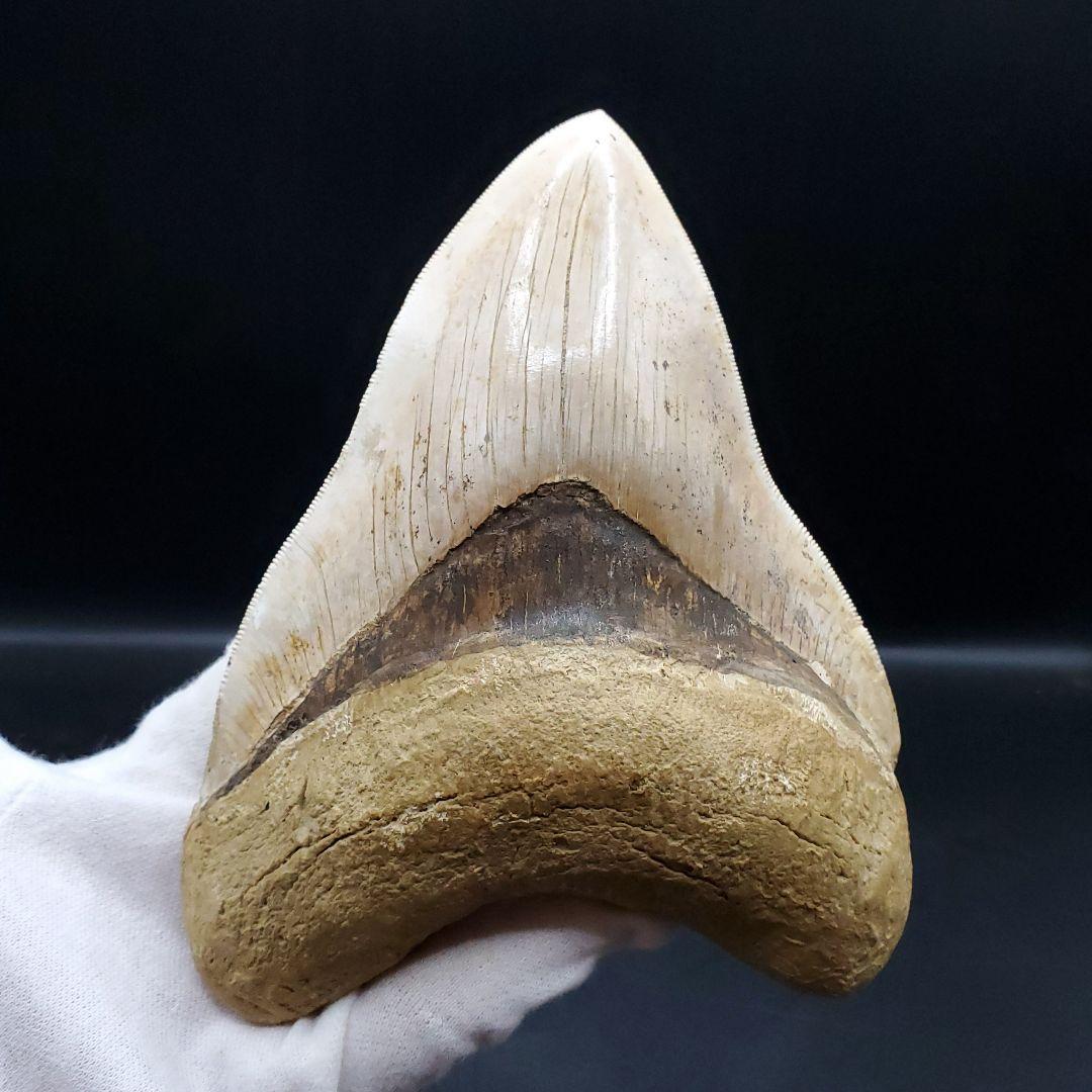 極上 メガロドン 歯 化石 本物 インドネシア 136.29mm mg17