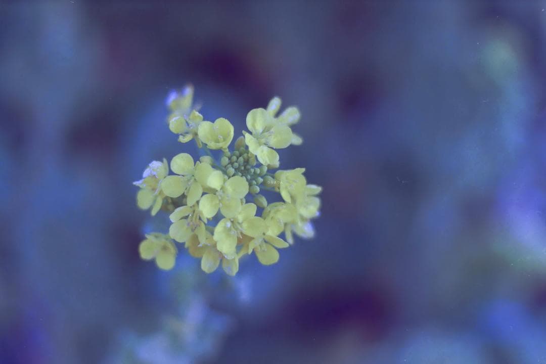 ファインダーレスM4！Leica MDa オールドカメラ フィルムカメラ