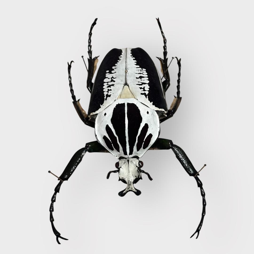 桐箱入り　ゴライアス　レギウス オオツノハナムグリ　 雄　オス　標本　　コンゴ産
