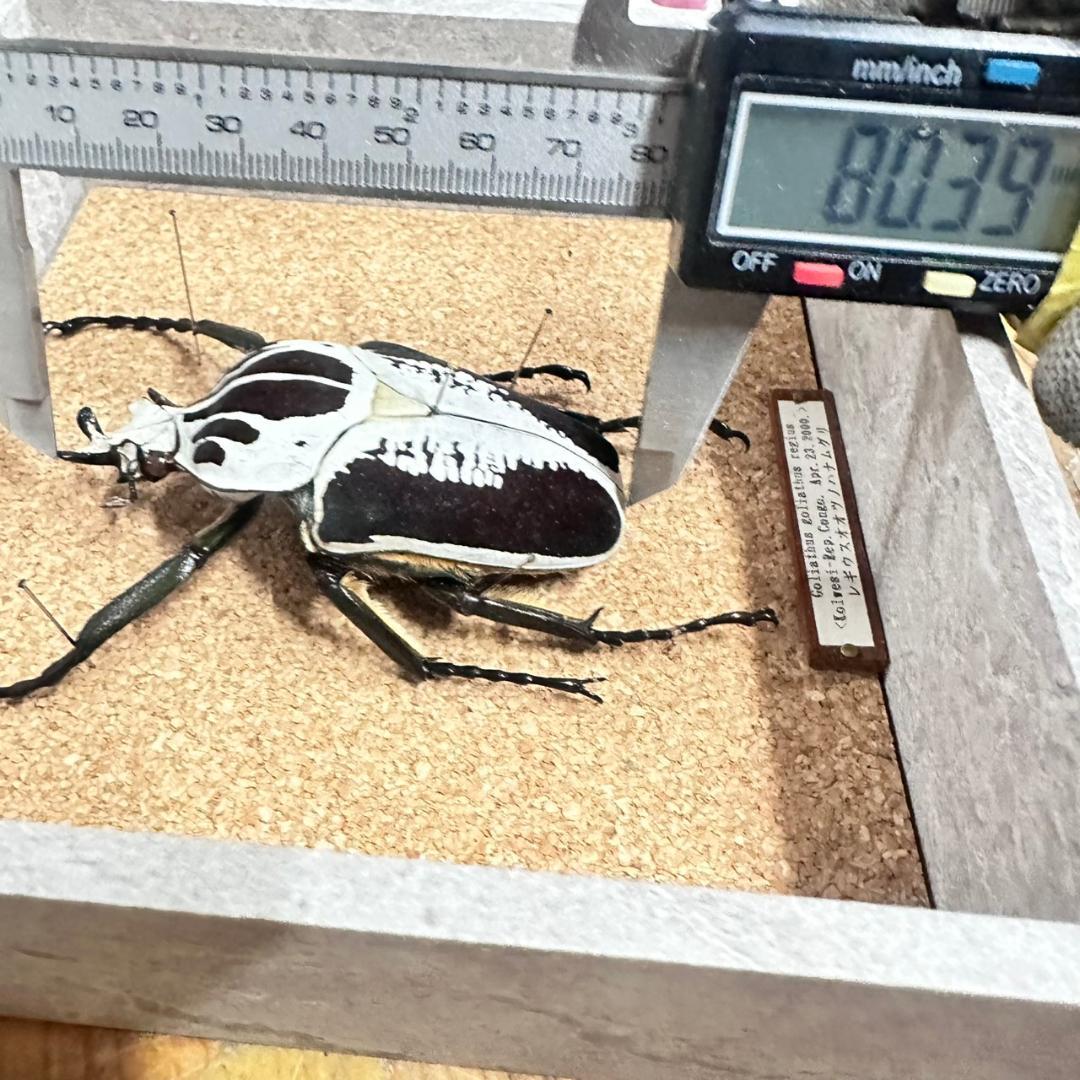 桐箱入り　ゴライアス　レギウス オオツノハナムグリ　 雄　オス　標本　　コンゴ産