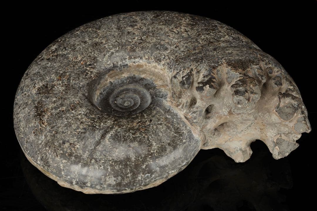 天然アンモナイト化石 重量3.2kg 台座付 古生物標本 鑑賞石 古美術 骨董品