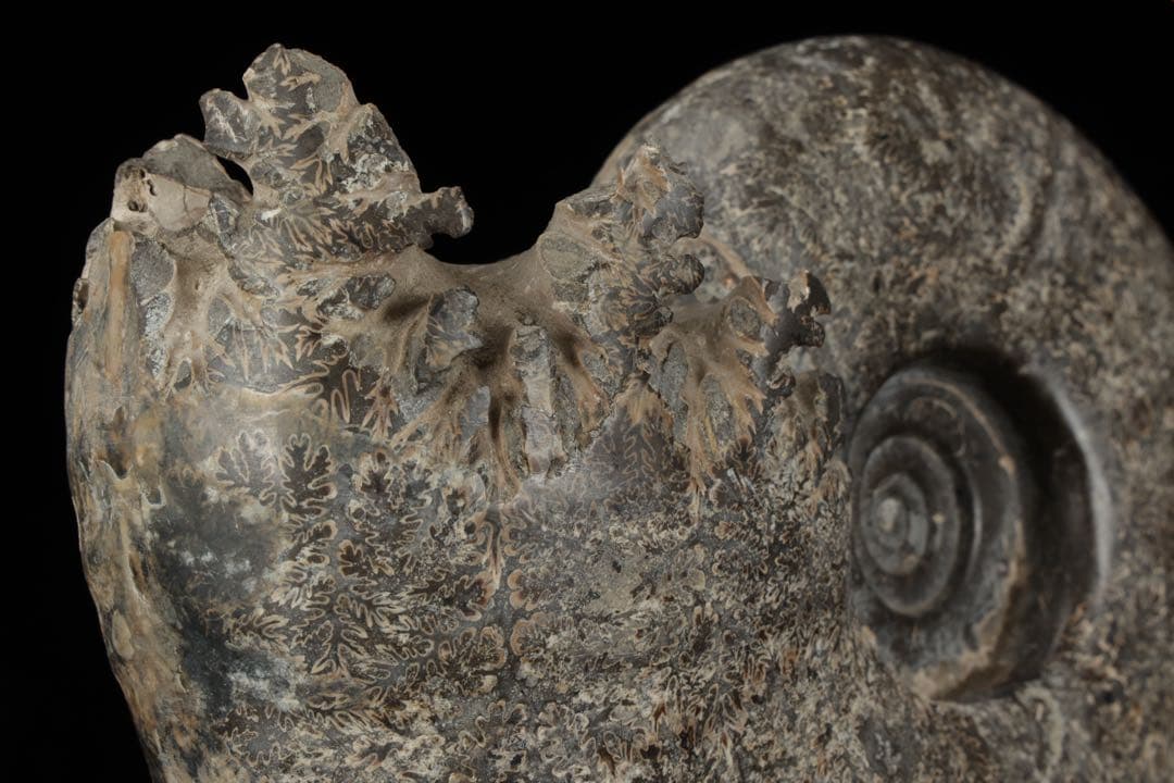 天然アンモナイト化石 重量3.2kg 台座付 古生物標本 鑑賞石 古美術 骨董品