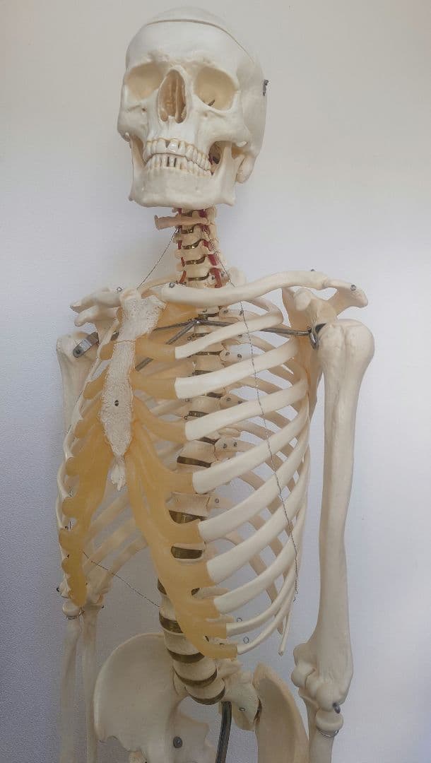 処分価格!!ソムソ社全身模型可動式170cm人体模型ドイツ移動式キャスター付き