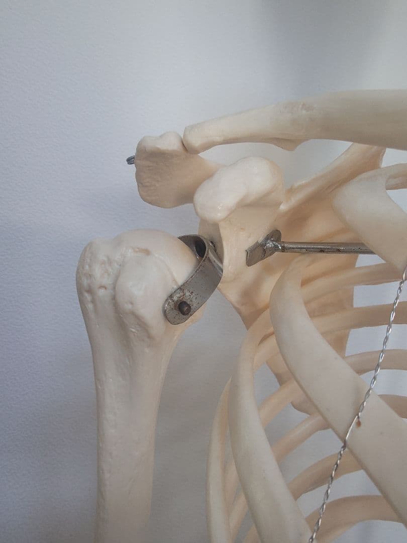 処分価格!!ソムソ社全身模型可動式170cm人体模型ドイツ移動式キャスター付き