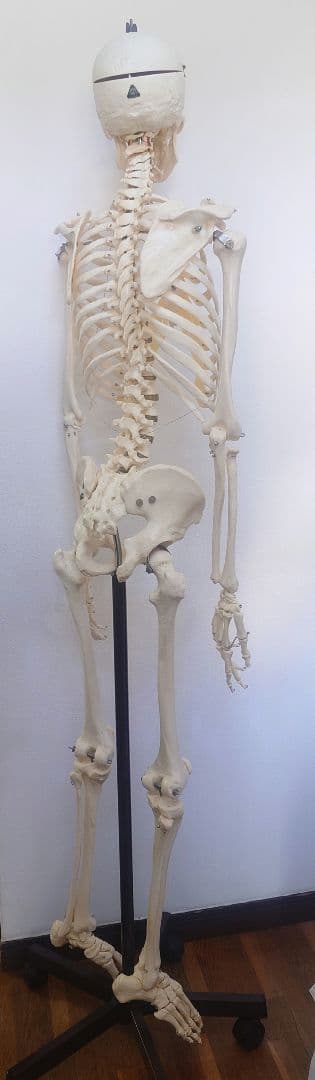 処分価格!!ソムソ社全身模型可動式170cm人体模型ドイツ移動式キャスター付き