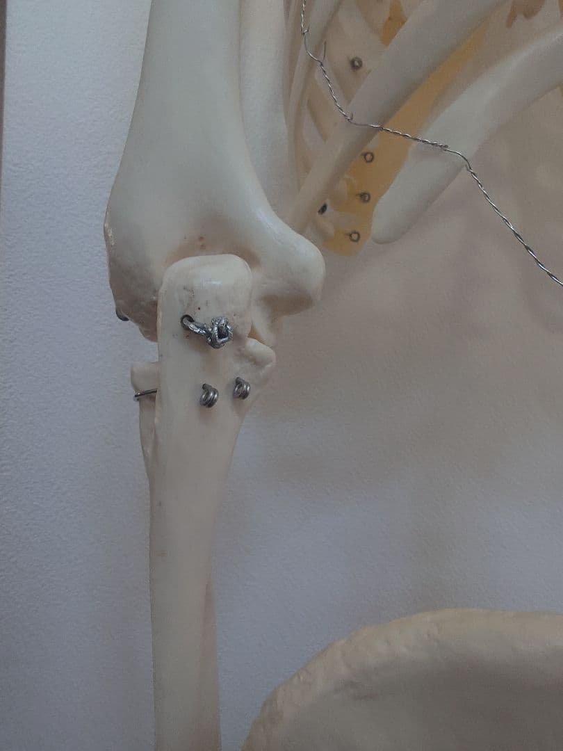 処分価格!!ソムソ社全身模型可動式170cm人体模型ドイツ移動式キャスター付き