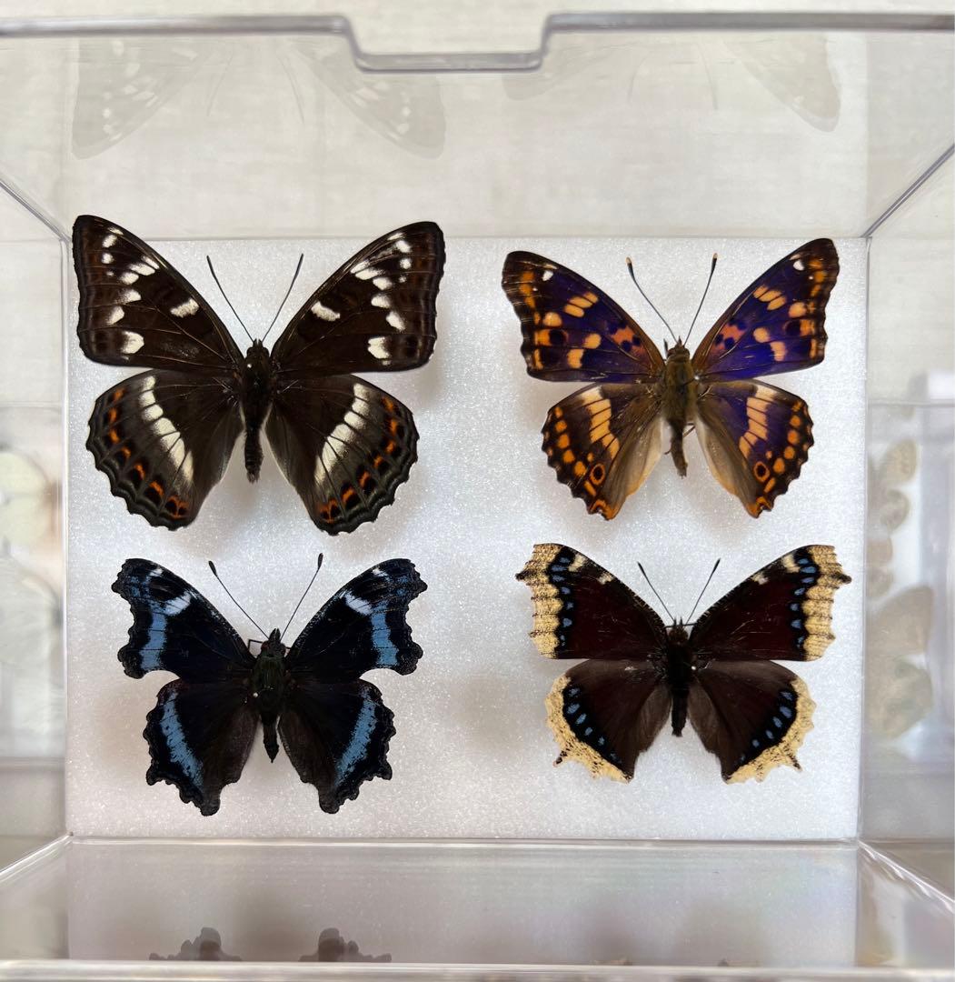 北海道のタテハチョウ　標本