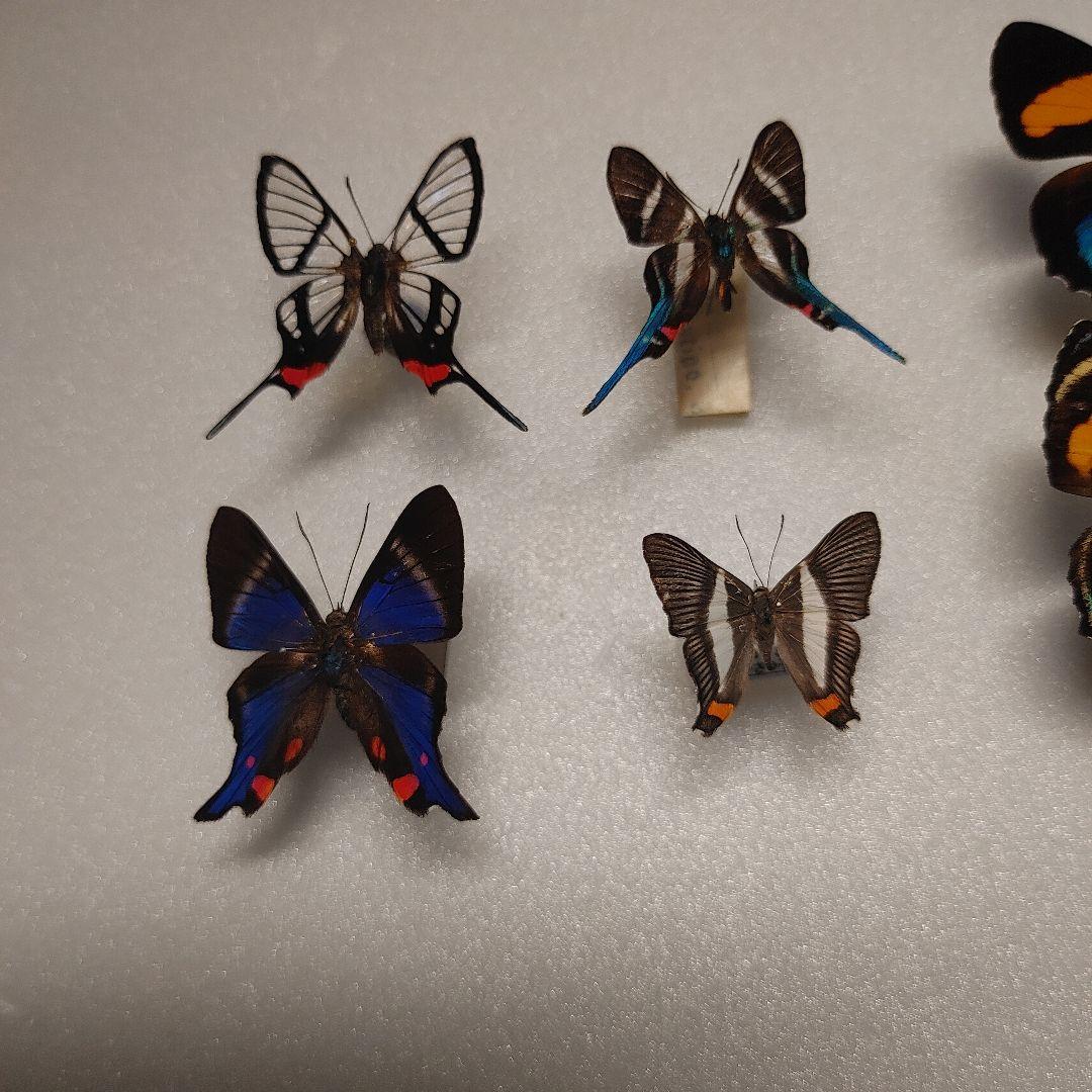 シジミタテハ「5種」