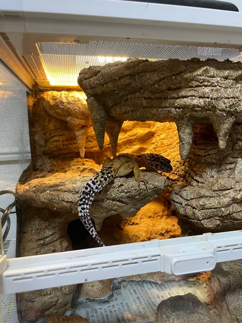 爬虫類レイアウト用品　爬虫類ケージ　ジオスペース