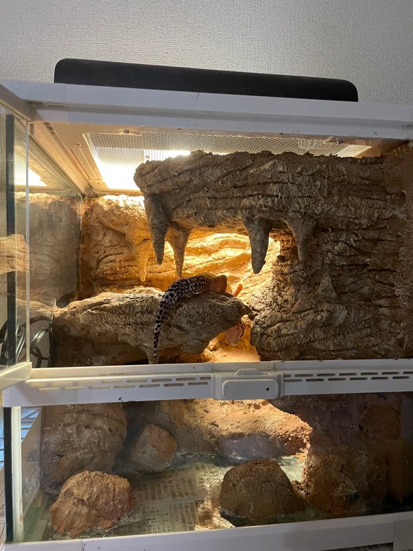 爬虫類レイアウト用品　爬虫類ケージ　ジオスペース