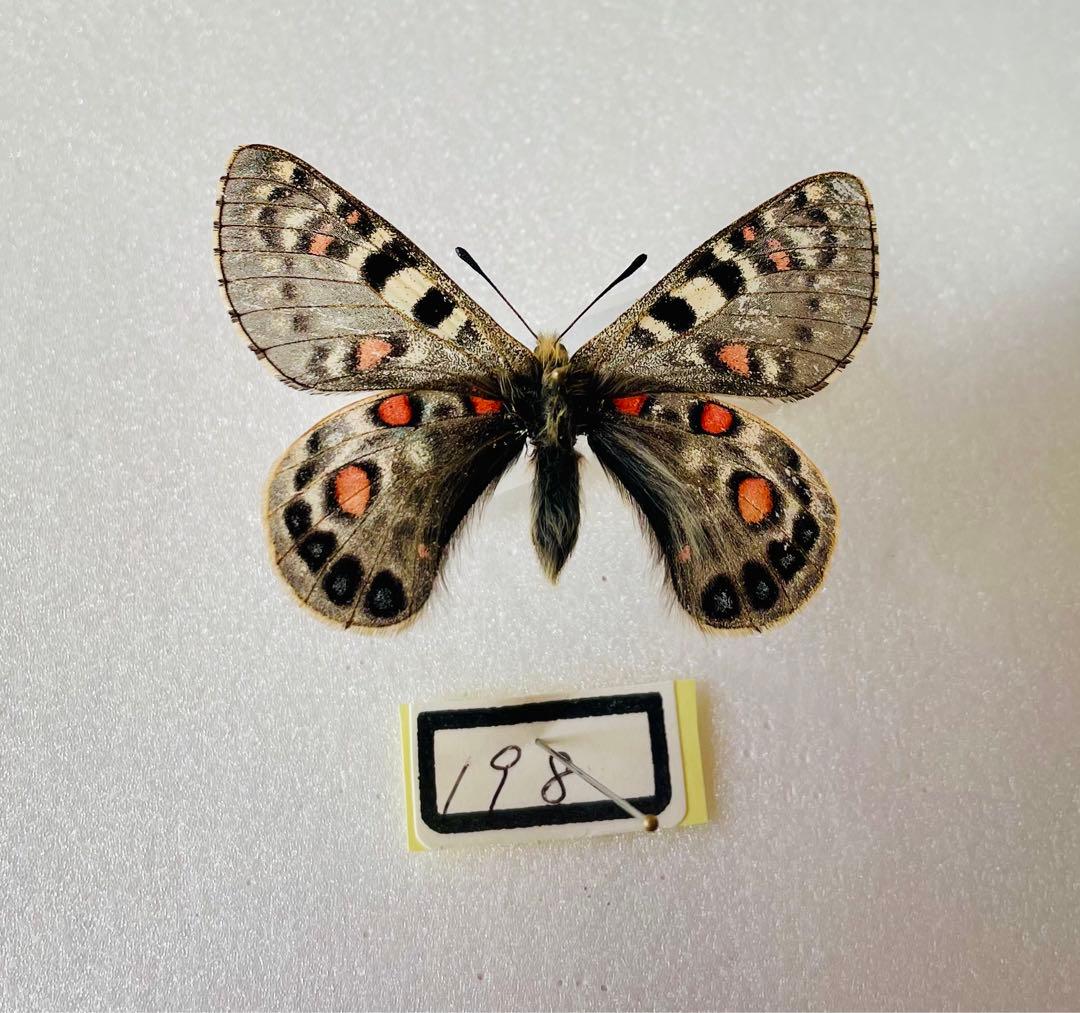 パルナシウス・アッコ（1オス、中国甘粛省キレンシャン）