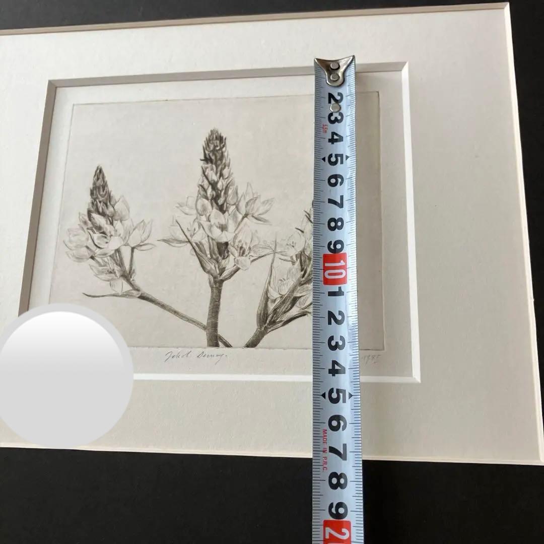 Jakob Demus ダイヤモンドドライポイント技法エッチング　ボタニカル画