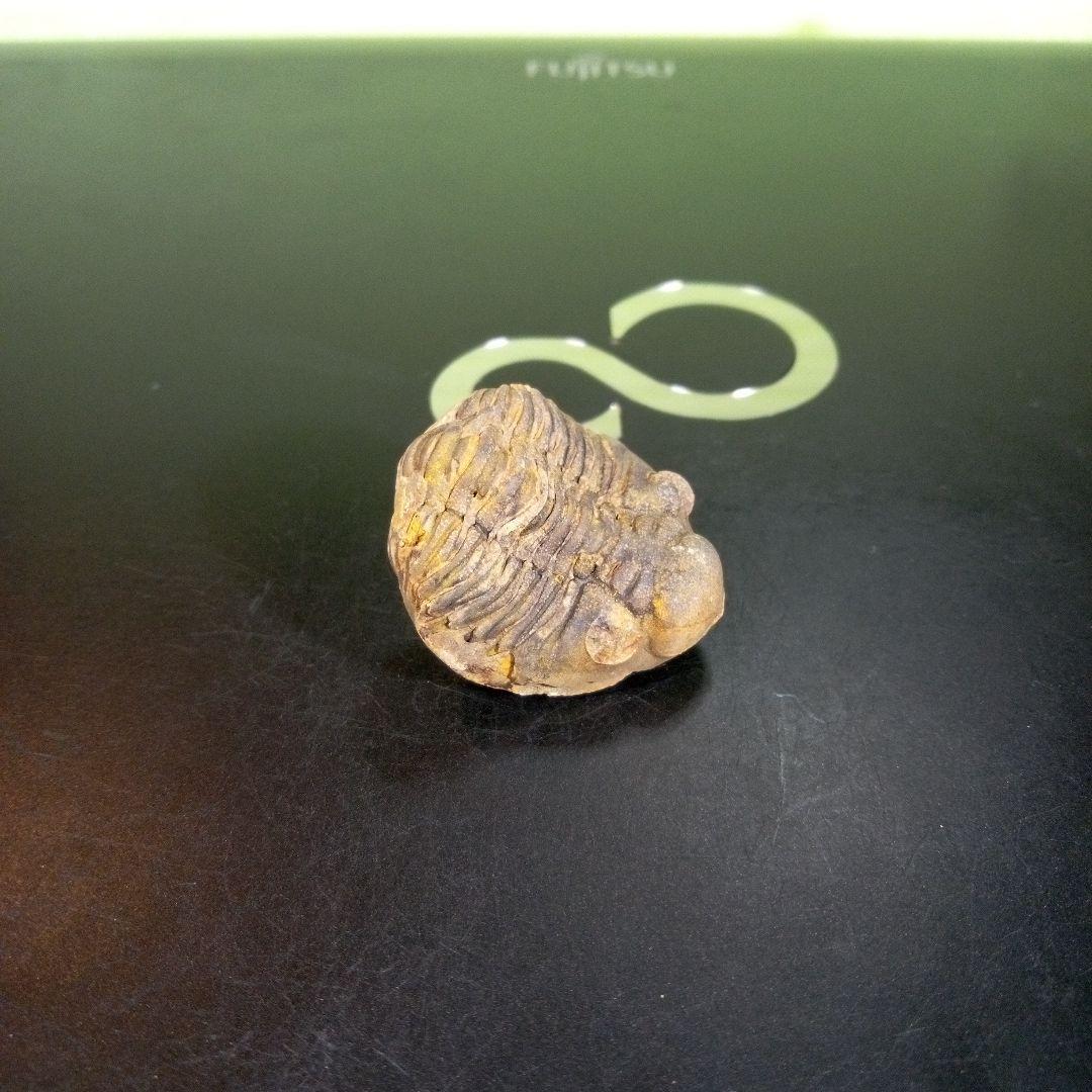 三葉虫　化石　fossil　海　ボリビア産　trilobite　海生動物分類③