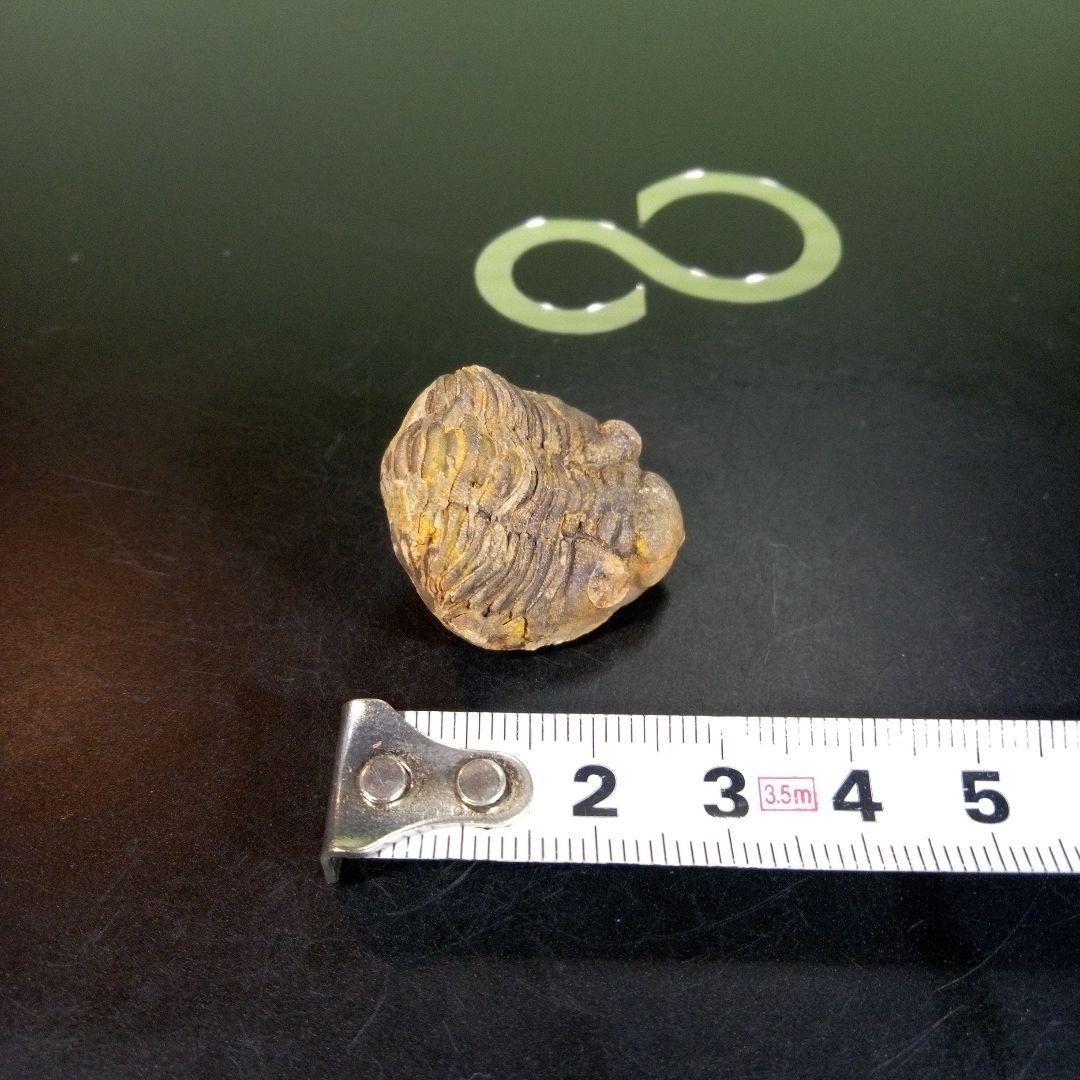三葉虫　化石　fossil　海　ボリビア産　trilobite　海生動物分類③