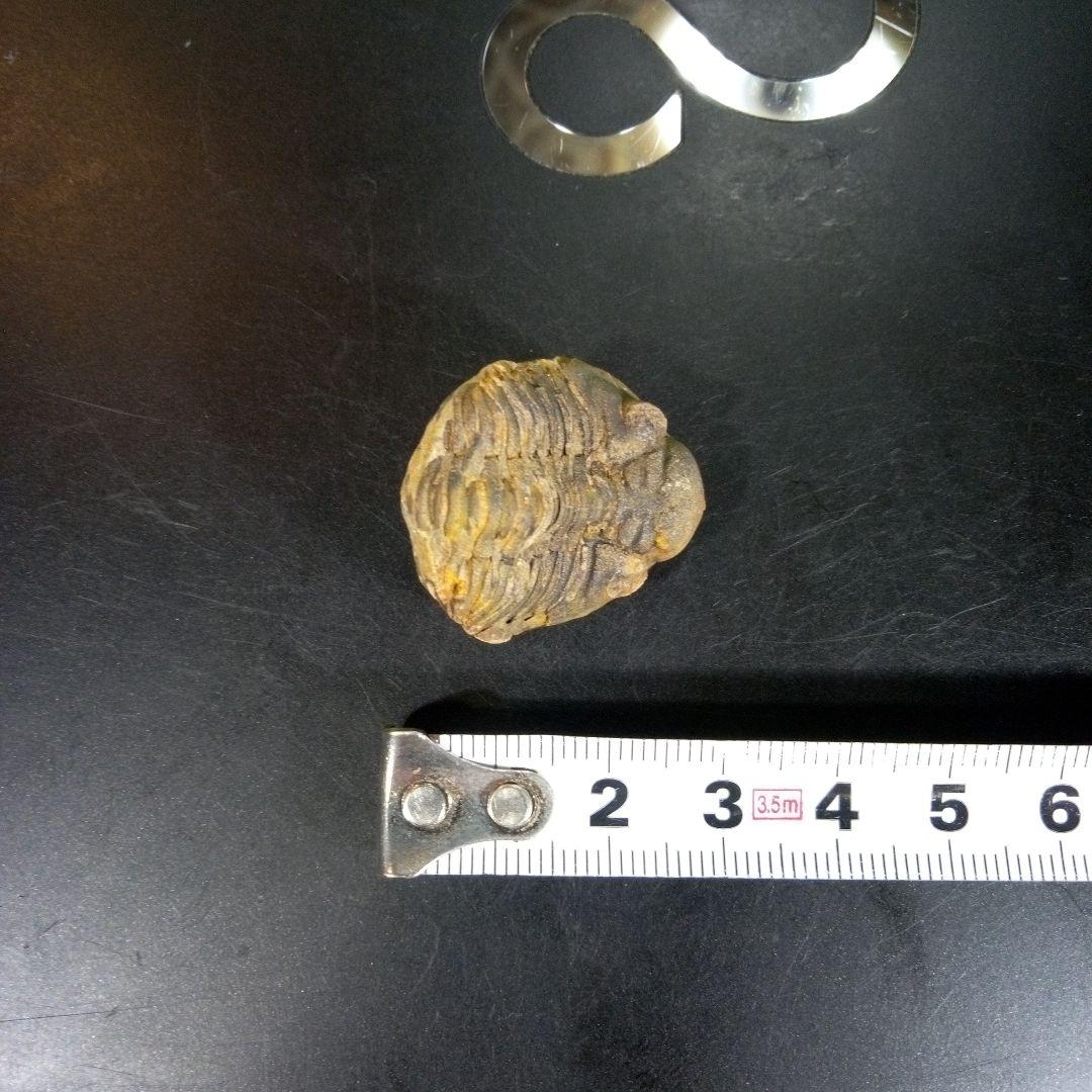 三葉虫　化石　fossil　海　ボリビア産　trilobite　海生動物分類③