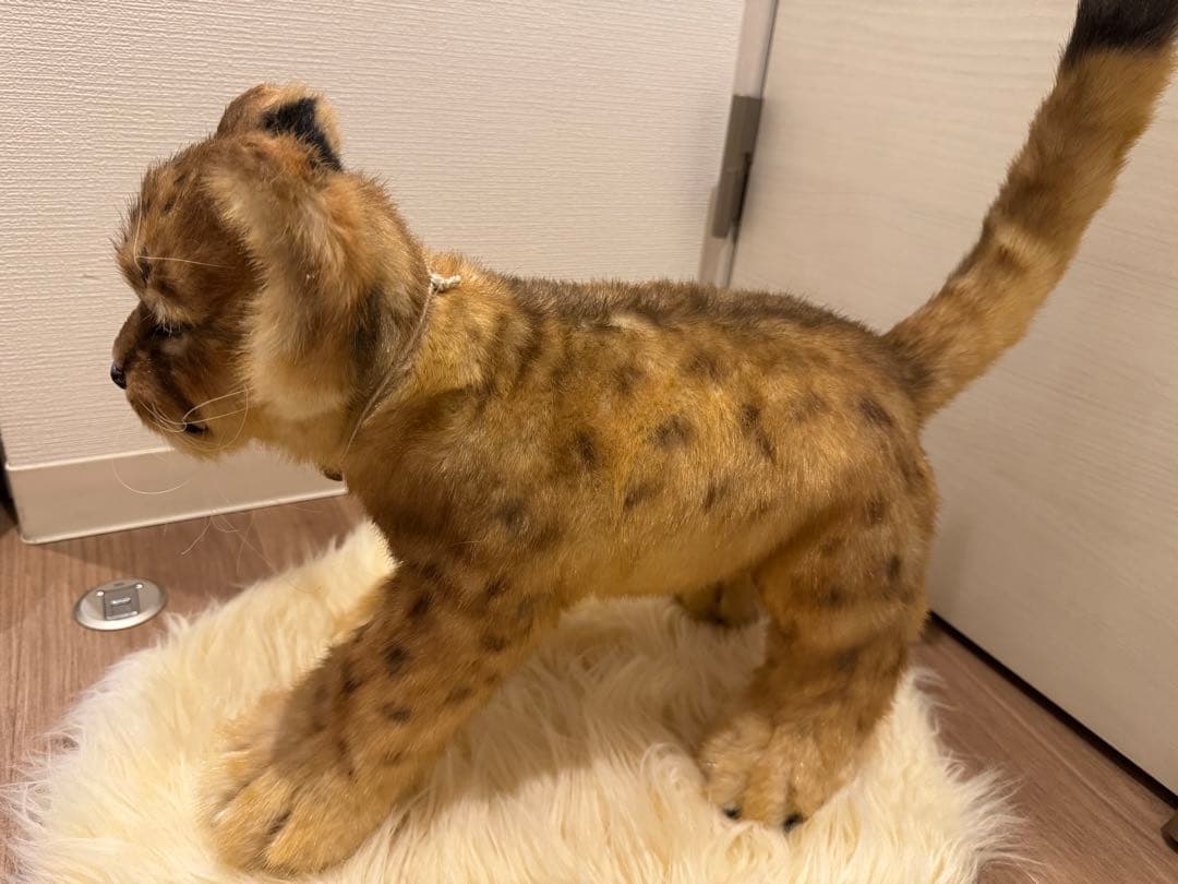 海外作家様作　アートドール　ライオンの子供