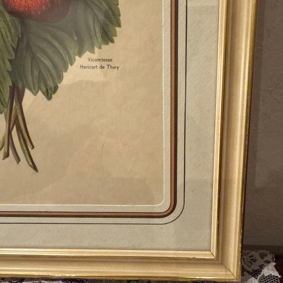 イタリア製アンティークボタニカル額絵