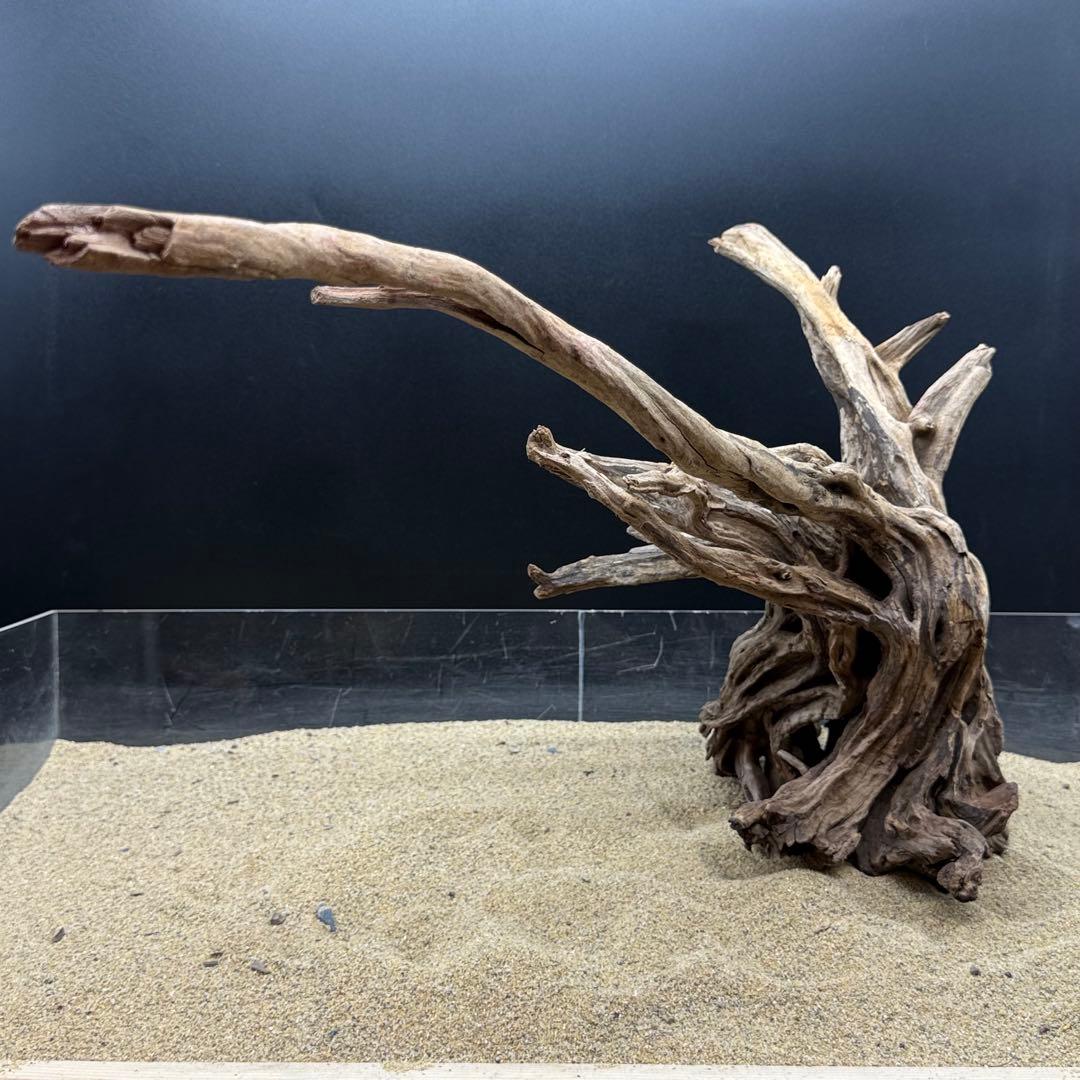 MSRW-6958 特大天然流木1点物　スリムウッド　アクアリウム