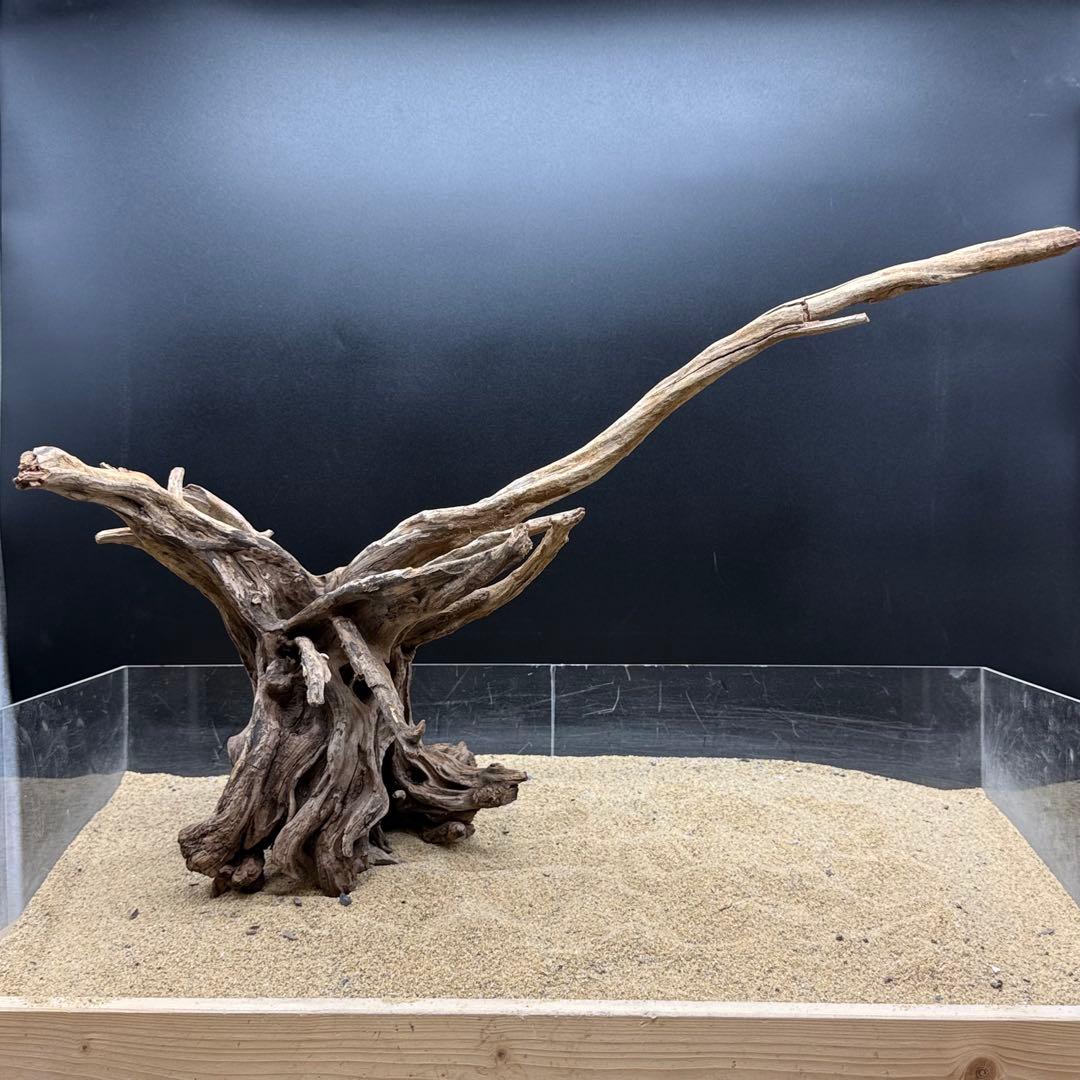 MSRW-6958 特大天然流木1点物　スリムウッド　アクアリウム