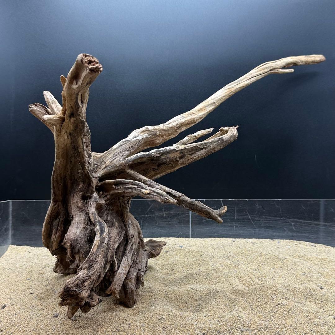 MSRW-6958 特大天然流木1点物　スリムウッド　アクアリウム