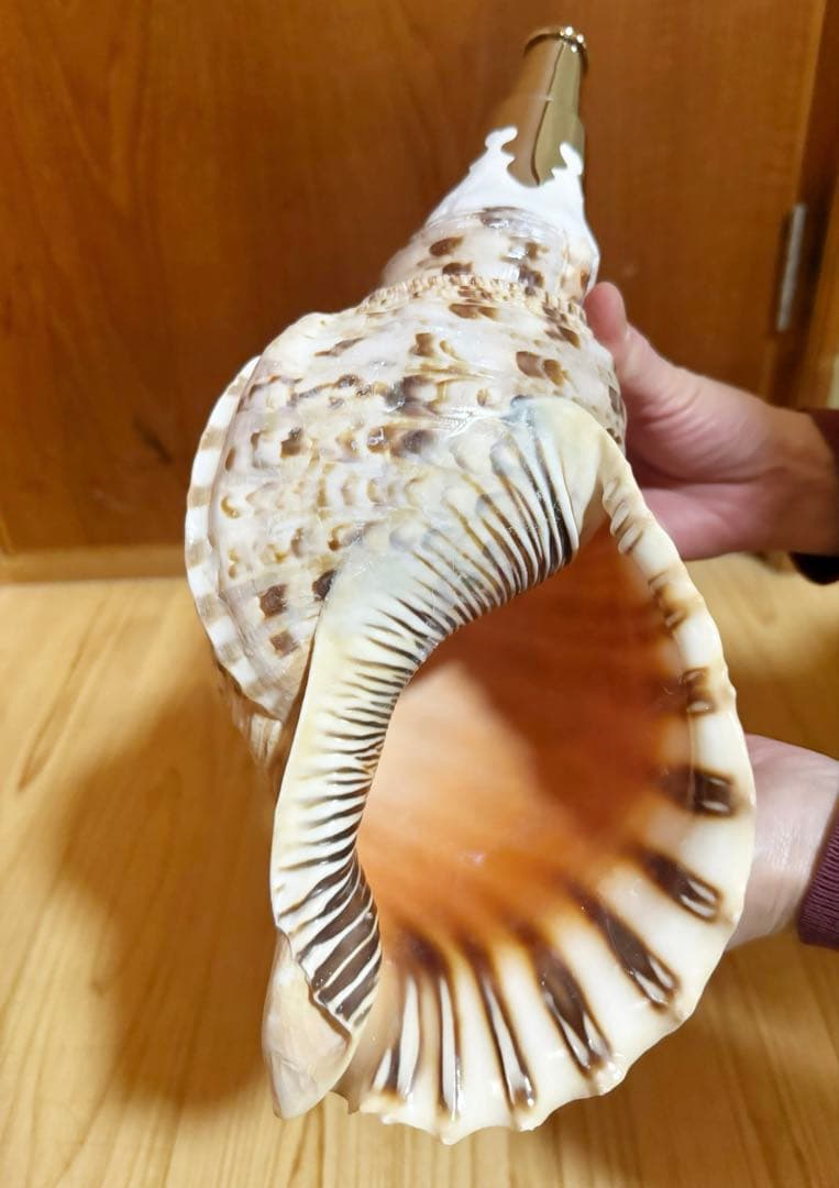 修験道法螺貝35㎝　山伏　密教　魔除け　熊よけ❣️ホラガイ　ほら貝