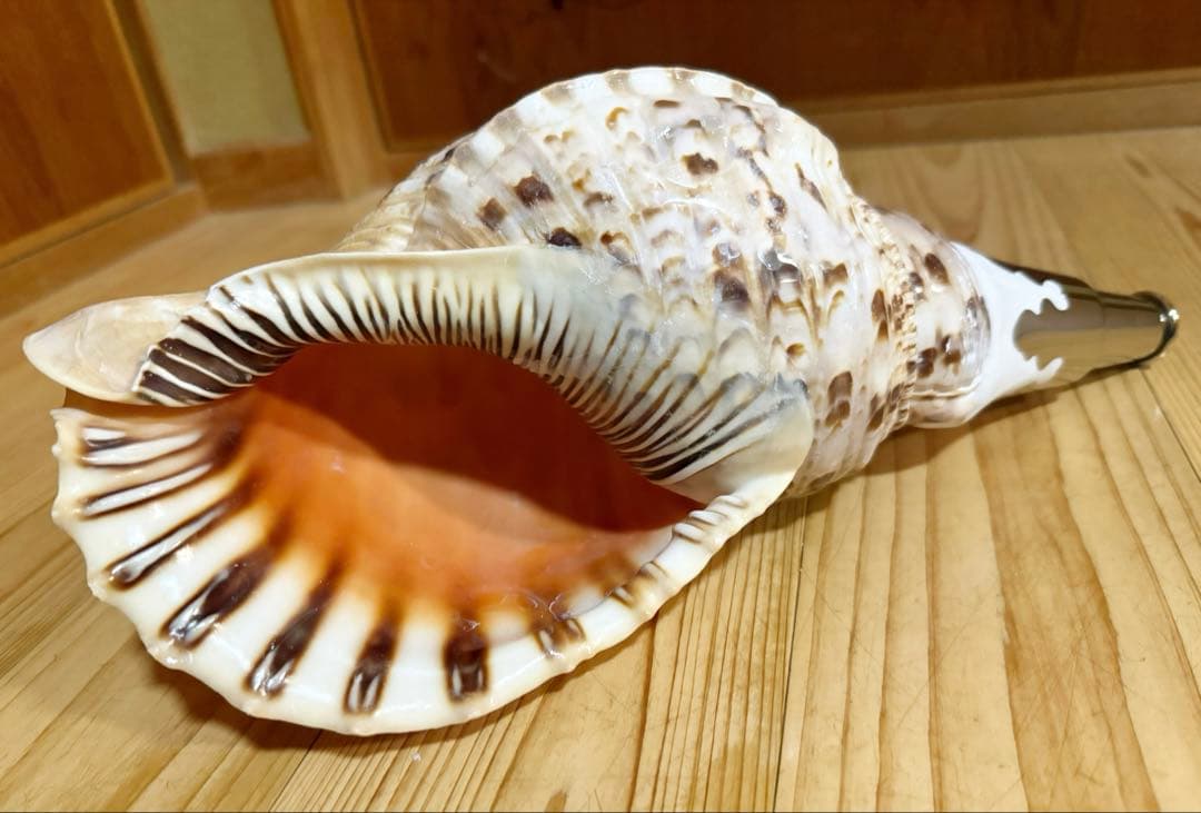 修験道法螺貝35㎝　山伏　密教　魔除け　熊よけ❣️ホラガイ　ほら貝