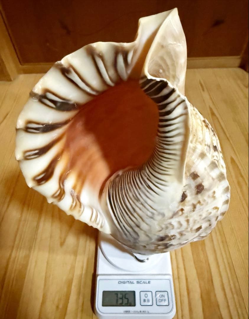 修験道法螺貝35㎝　山伏　密教　魔除け　熊よけ❣️ホラガイ　ほら貝