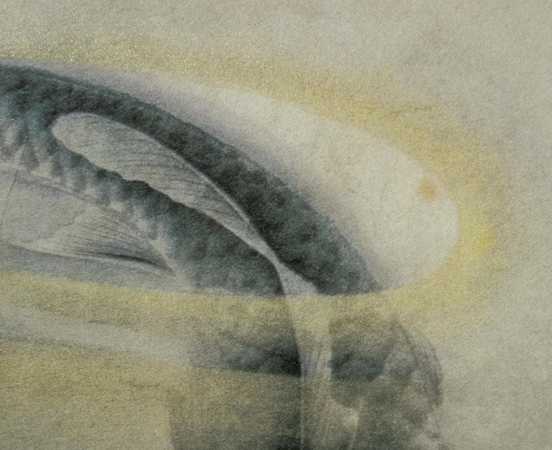 掛軸-1532　速水御舟　春池温　山種美術館　印刷工芸　共同印刷