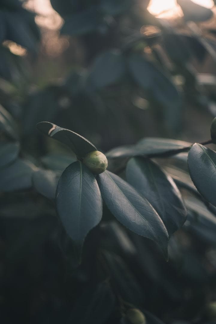 希少！全周ニッケル Elmar 50mm F3.5 オールドレンズ
