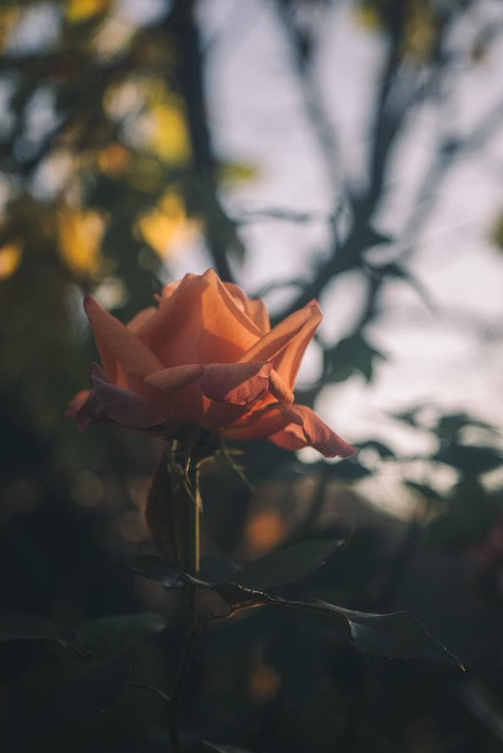 希少！全周ニッケル Elmar 50mm F3.5 オールドレンズ