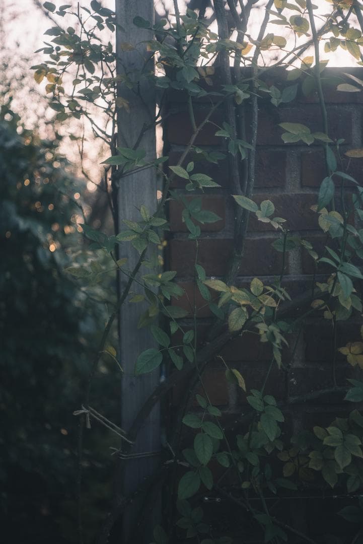 希少！全周ニッケル Elmar 50mm F3.5 オールドレンズ