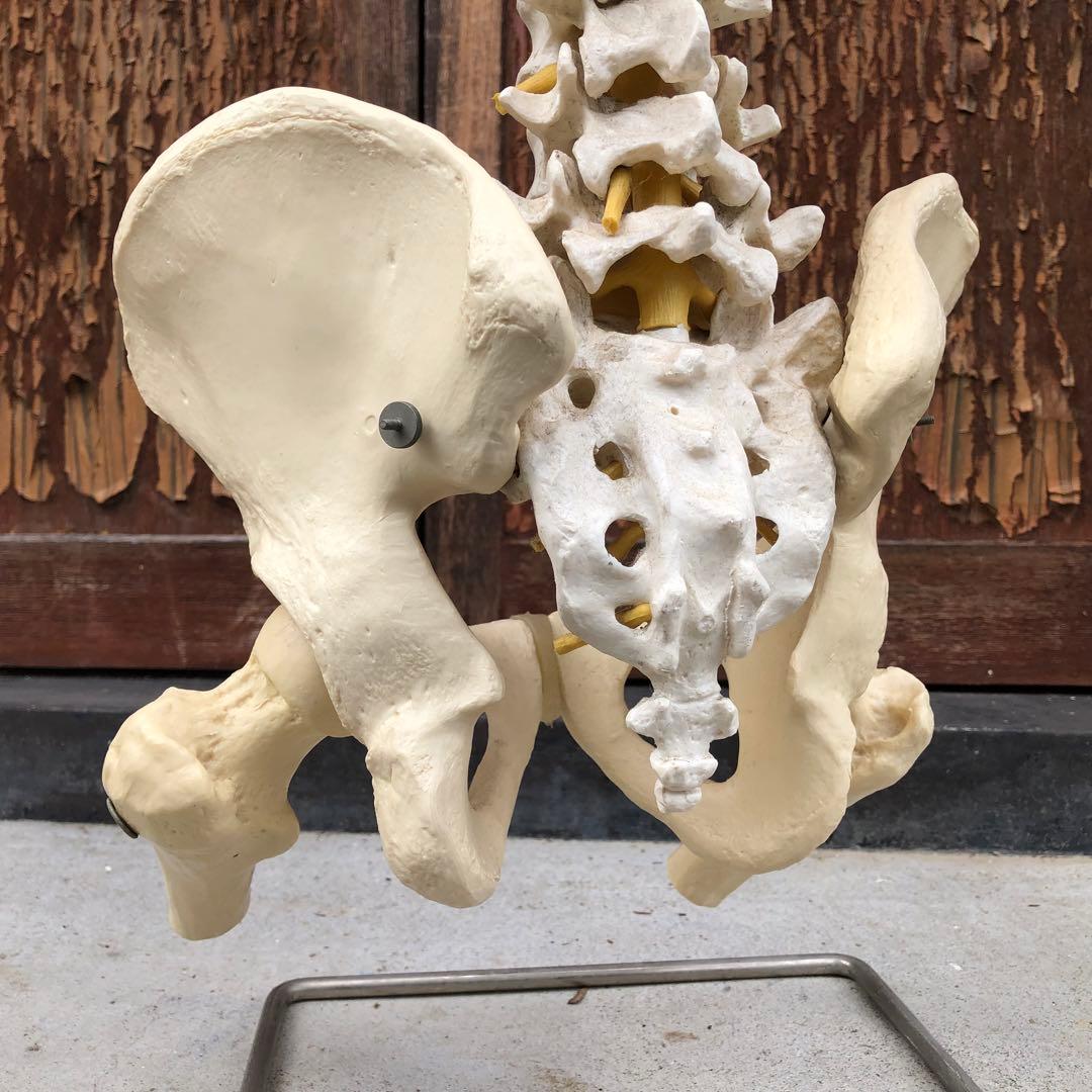 3B 脊椎模型 人体模型 スタンド付 骨格標本　骨盤　ドイツ製